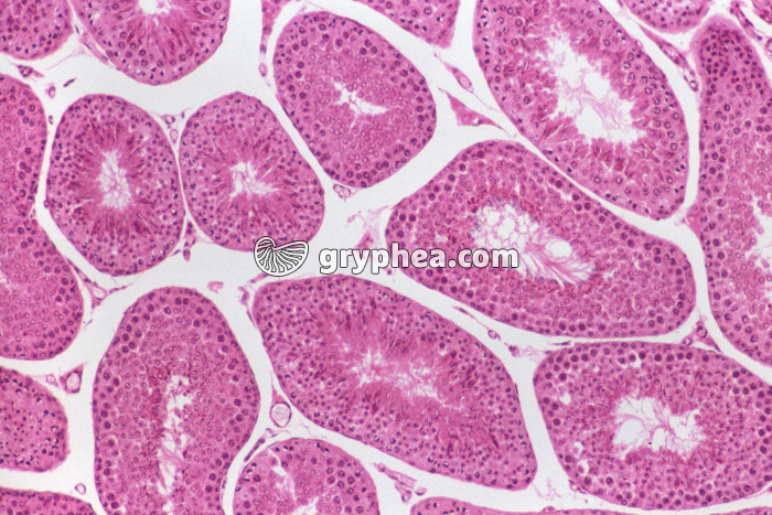 Testicule Rat x40 - gryphea.com